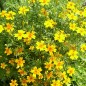 Preview: Orangengewürztagetes (Samen)
