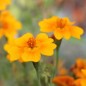 Preview: Orangengewürztagetes gegen Nematoden (Samen)
