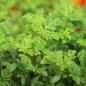 Preview: Orangengewürztagetes gegen Nematoden (Samen)