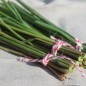 Preview: Ostindisches Lemongras (Samen)