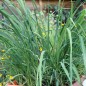 Preview: Ostindisches Lemongras (Samen)