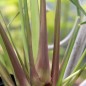 Preview: Ostindisches Lemongras (Samen)