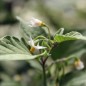 Preview: Otricoli Orange Berry (Samen)