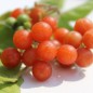 Preview: Otricoli Orange Berry (Samen)