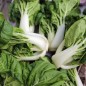 Preview: Mini Pak Choi Extra Dwarf (Samen)