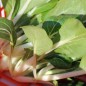 Preview: Pak Choi Sagami (Samen)