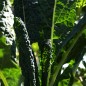 Preview: Palmkohl Nero di Toscana