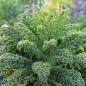 Preview: Palmkohl Lerchenzungen (Samen)