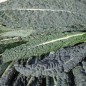 Preview: Palmkohl Nero di Toscana (Samen)