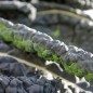 Preview: Palmkohl Nero di Toscana (Samen)