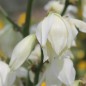 Preview: Palmlilie (Samen)