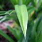 Preview: Pandan (Pflanze)