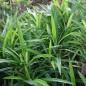 Preview: Pandan (Pflanze)