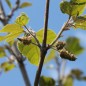 Preview: Papiermaulbeerbaum (Samen)
