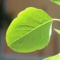 Preview: Papalo (Samen)