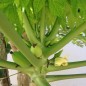 Preview: Papaya (Samen)