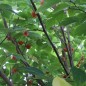 Preview: Papiermaulbeerbaum (Samen)