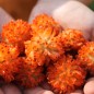 Preview: Papiermaulbeerbaum (Samen)