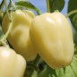 Preview: Paprika Zorza (Samen)