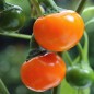 Preview: Paprika Goldball (Samen)