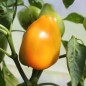 Preview: Paprika Jarik (freilandgeeignet) (Samen)