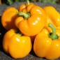 Preview: Paprika Marta Polka (Samen)
