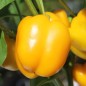 Preview: Paprika Marta Polka (Samen)