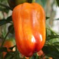 Preview: Paprika Violettes Goldstückchen (Samen)