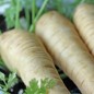 Preview: Pastinake Imperial Crown (Samen)