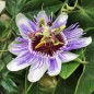 Preview: Blaue Passionsblume (Samen)