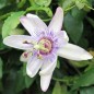 Preview: Blaue Passionsblume (Samen)