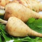 Preview: Pastinake White King (Samen)
