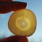 Preview: Pastinake White King (Samen)