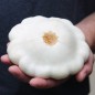 Preview: Patisson Blanc (Samen)