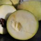 Preview: Paw Paw (Pflanze)