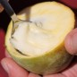 Preview: Paw Paw Prima 1216 (Pflanze)