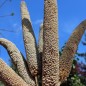 Preview: Perlhirse (Samen)