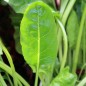 Preview: Perpetual Spinach (Samen)