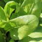 Preview: Perpetual Spinach (Samen)