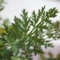 Preview: Persisches Pyrethrum rot (Samen)