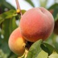 Preview: Pfirsich Gelber Potsdamer (Pflanze)