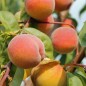 Preview: Pfirsich Gelber Potsdamer (Pflanze)