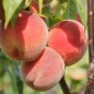 Preview: Pfirsich Gelber Potsdamer (Pflanze)
