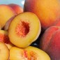 Preview: Pfirsich Gelber Potsdamer (Pflanze)