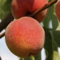 Preview: Pfirsich Gelber Potsdamer (Pflanze)