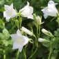 Preview: Pfirsichblättrige Glockenblume weiß (Samen)