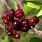 Preview: Pflaumen-Aronia (Pflanze)