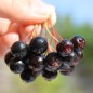 Preview: Pflaumen-Aronia (Pflanze)