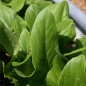 Preview: Salat Amish Deer Tongue (Samen)
