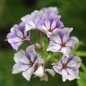 Preview: Phlox Sugar Stars (Samen)